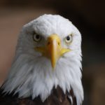The Eagle Analogy